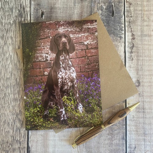 German shorthaired pointer dog