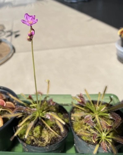 Seeds from drosera - +,