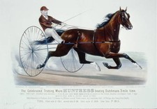 Harness Racing,Horse