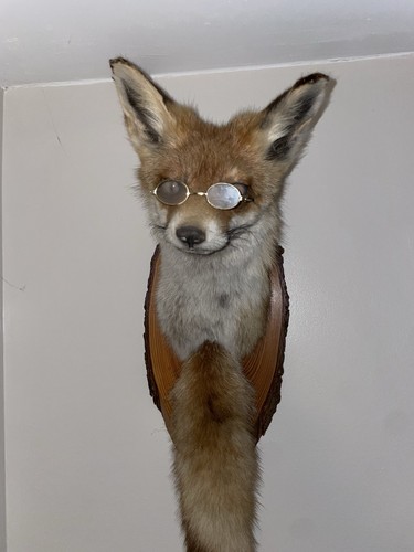 Taxidermy fox head with tail - head,
