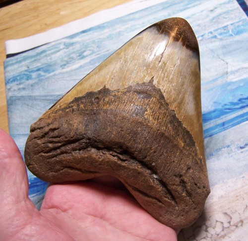 Megalodon shark tooth 16 - tooth, 5