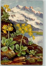 39177815 - Primula Auricula Verlag Gebr. Zuercher 568 Postcard Alpine Flora 1931
