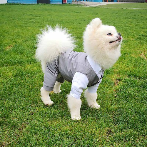Pet jumpsuit outfit party - pet,