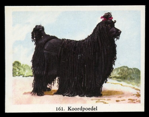 Poodle black standard - standard, corded