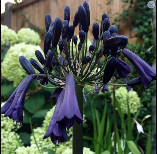 Agapanthus black panther plant - black,