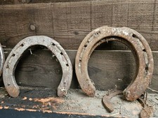 Rare Suffolk Punch Horse