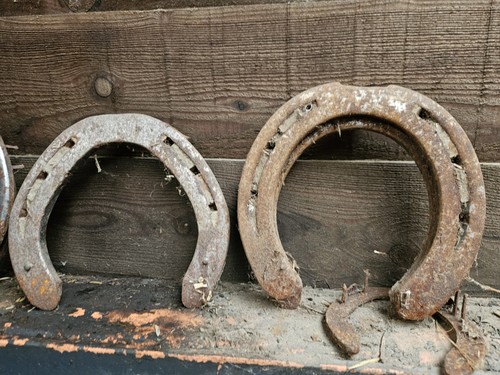 Rare suffolk punch - rare, horse