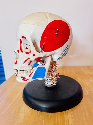 Life size human skull - skull, replica
