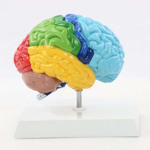 Color brain domain anatomy - 1:1,