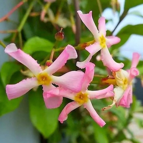 Star jasmine pink flowers - star,