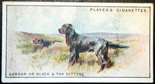 GORDON SETTER  Vintage 1924  Illustrated Dog Card  GE11MS