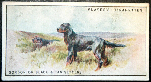 Gordon setter vintage - gordon, 1924