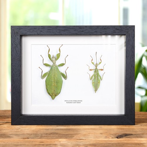 Autumn leaf insect - leaf, box