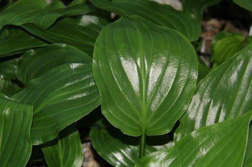 Hosta irish luck large growing - hosta,