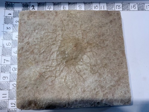 Fossil star fish - ,