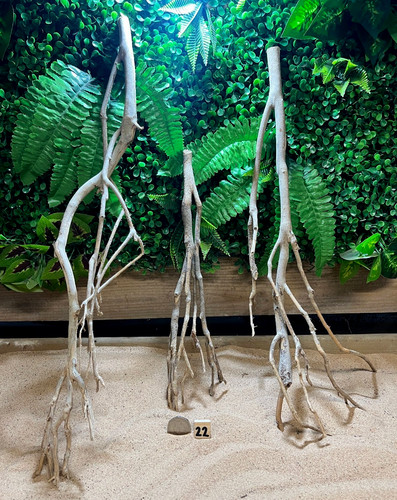 Talawa wood aquascaping - wood,