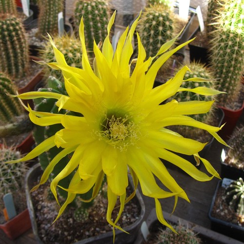Large flowered echinopsis - large,