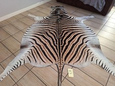Zebra hide  / skin - A large A grade South African Burchell Zebra hide