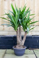 Mature Yucca Elephantipes