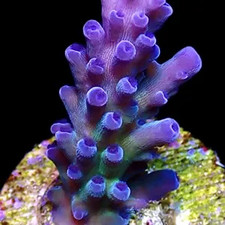 MIYAGI TORT ACROPORA FRAG-MEDIUM/SPS/ FRAG/CORAL/MARINE