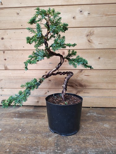 Juniper bonsai tree training - juniper,
