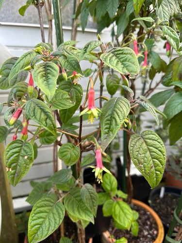 Fuchsia sparkling whisper - fuchsia,