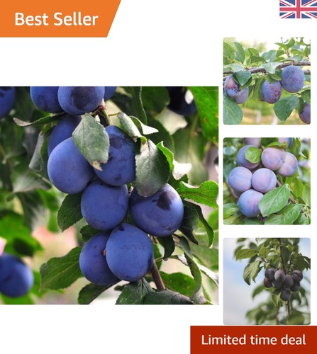 Mini plum tree black amber - mini,