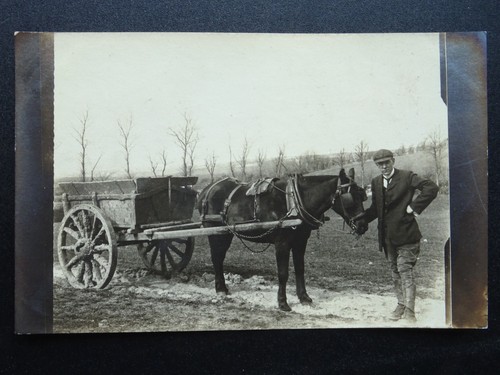 Horse cart pony trap - horse, &