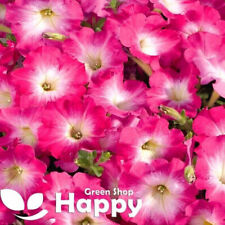 F1 PETUNIA QUINTO PINK MORN 100 SEEDS - QUINTO IS VERY WEATHER RESISTANT FLOWER