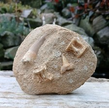 Fossil Plesiosaur Tooth on