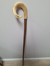 Curly Rams horn shepherds