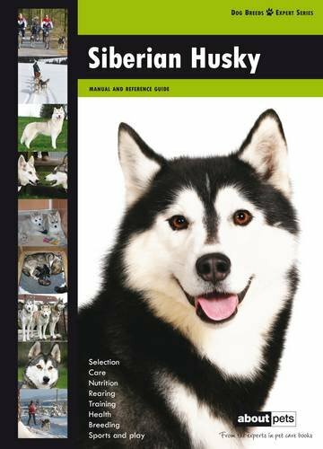 Siberian husky dog - siberian, breed