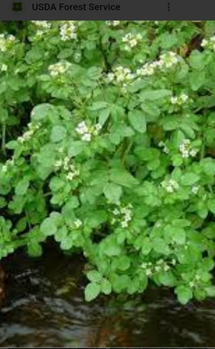 Pond plant watercress - watercress, 7