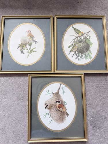 Set vintage bird - set, prints