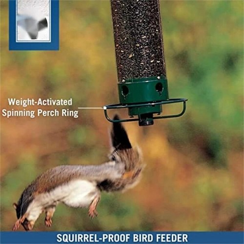 6in squirrel proof bird - proof,