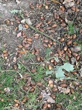 English Oak Acorns. Hand Selected For Planting. 1.75kg. 