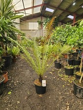 Blechnum Brasiliense Volcano