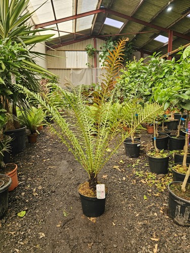 Blechnum brasiliense volcano - blechnum,