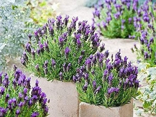 French lavender bandera - lavender,