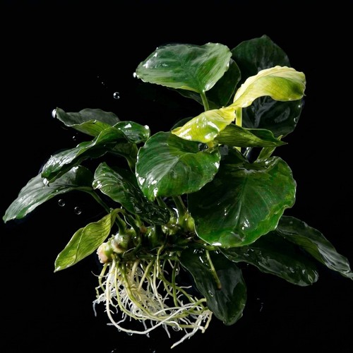 Anubias nana coin small live - anubias,