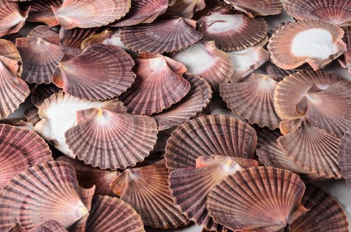 Mexican flat sea shell beach - sea,