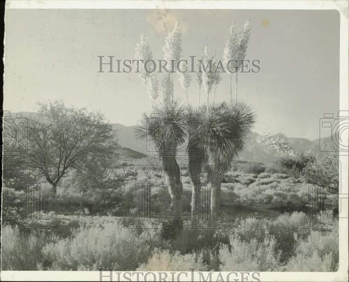 1935 press photo - 1935,