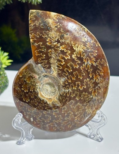 Madagascan crystal fossil - madagascan,