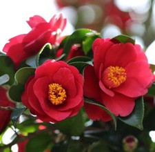 T&M Camellia jap. Doctor King