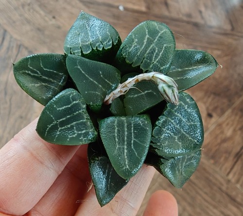 Haworthia tsukikage succulent - haworthia,