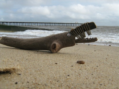Driftwood elephant seal