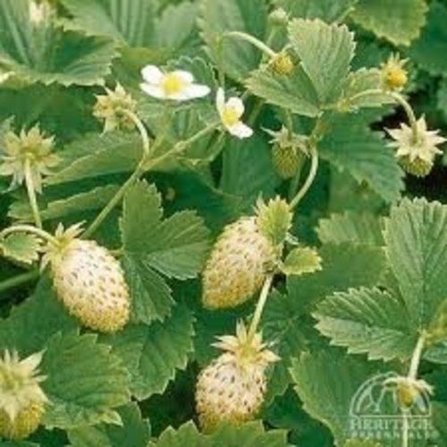 Strawberry alpine yellow - strawberry,