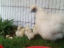 Bantam miniature white Silkies