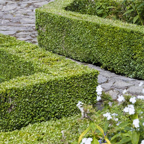 Buxus sempervirens 20cm 9cm - buxus, 15-20cm