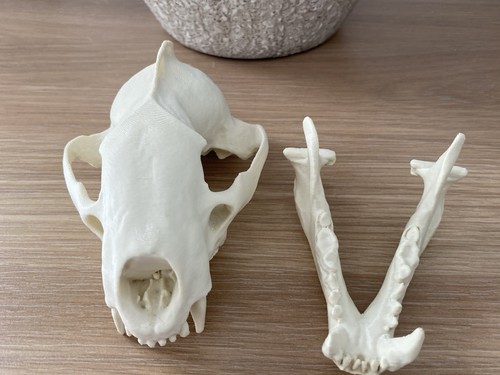European badger skull replica - skull,